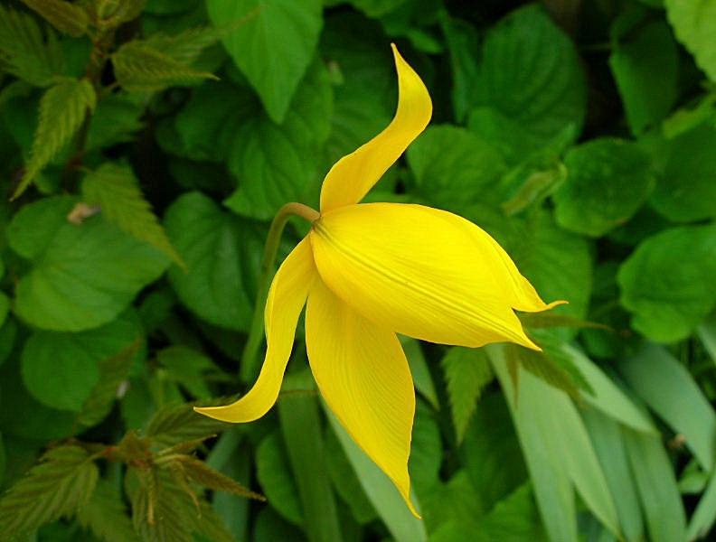 Tulipa sylvestris / Tulipano selvatico dei campi